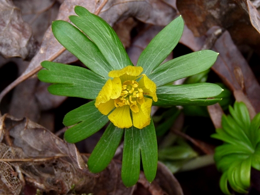 {Eranthis hyemalis}